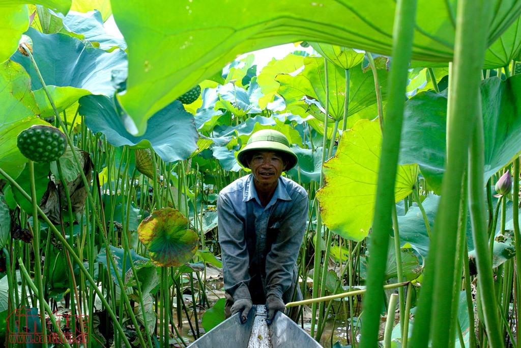Hàng năm, cứ từ tháng 5 đến tháng 7, ông Phạm Văn Ngọc và nhiều gia đình ở xã Chuyên Ngoại lại tất bật vào vụ thu hoạch sen.