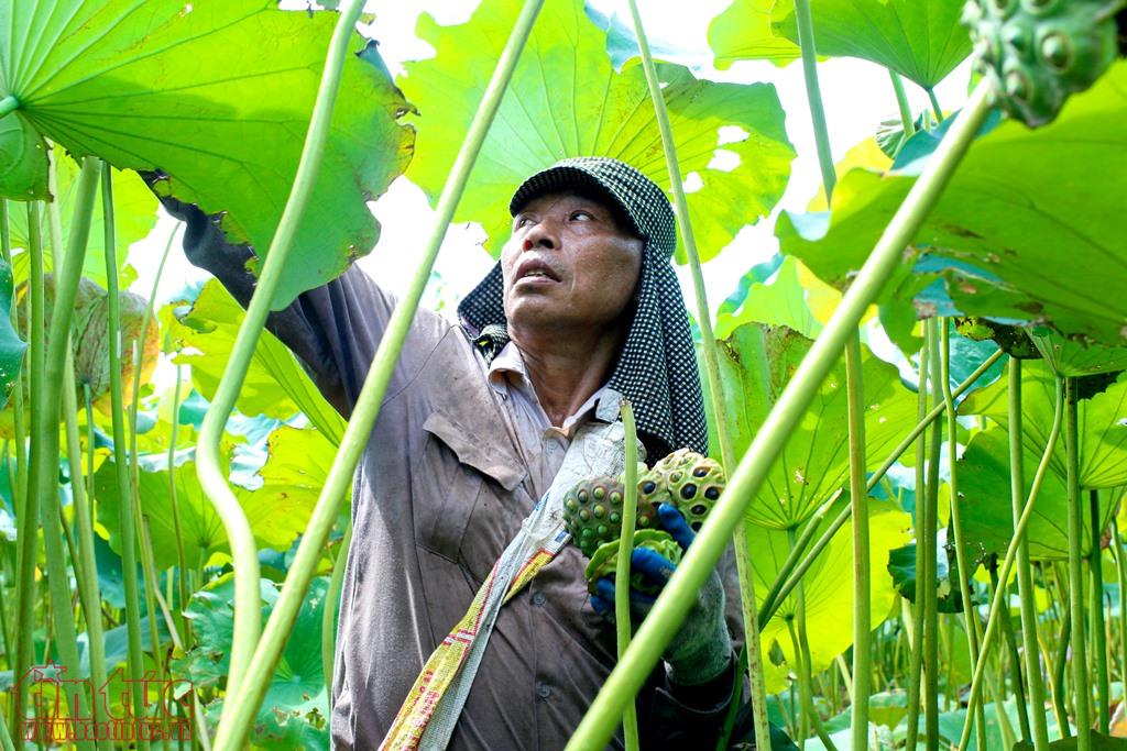 nong dan ha nam boi thu ngay nang rat nho trong se 56 1