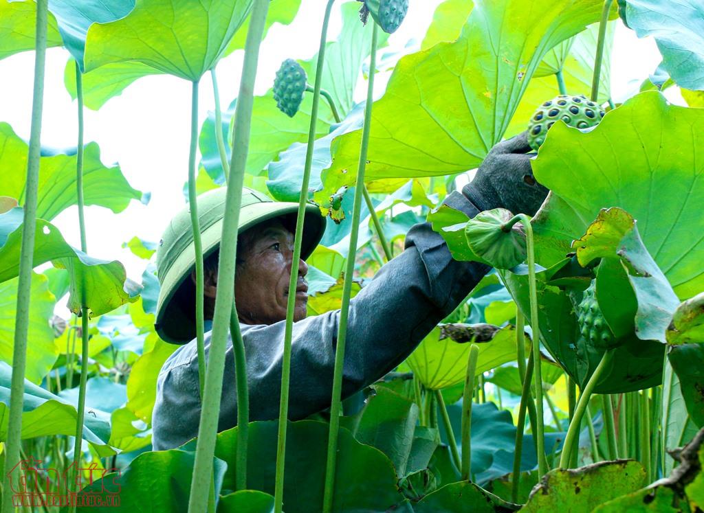 nong dan ha nam boi thu ngay nang rat nho trong se 56 2