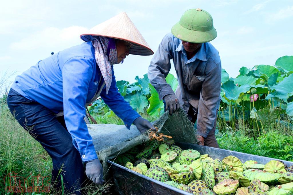 nong dan ha nam boi thu ngay nang rat nho trong se 56 5