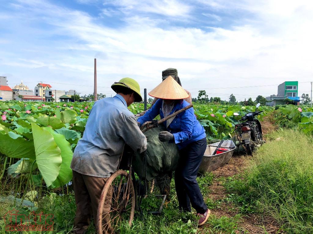 nong dan ha nam boi thu ngay nang rat nho trong se 56 6
