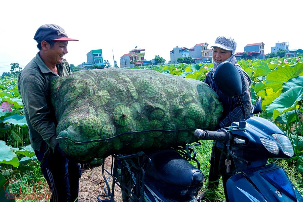 nong dan ha nam boi thu ngay nang rat nho trong se 56 7