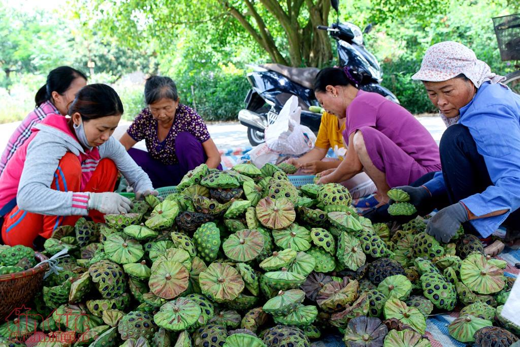 nong dan ha nam boi thu ngay nang rat nho trong se 56 8